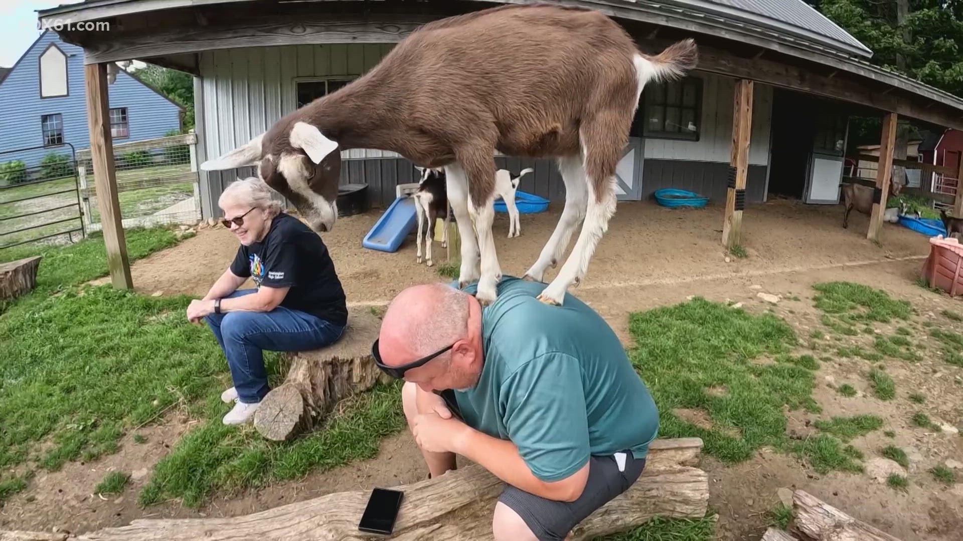 A family farm business in Salem has gone to the goats, and the public is picking up on all of it.