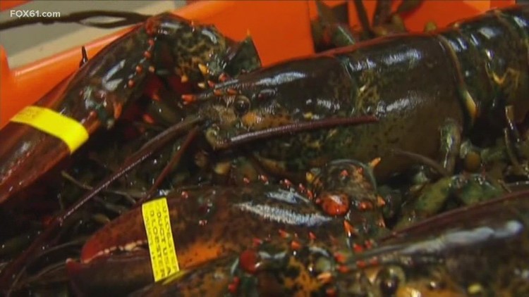 Connecticut lobster industry collapsing, warming water to blame