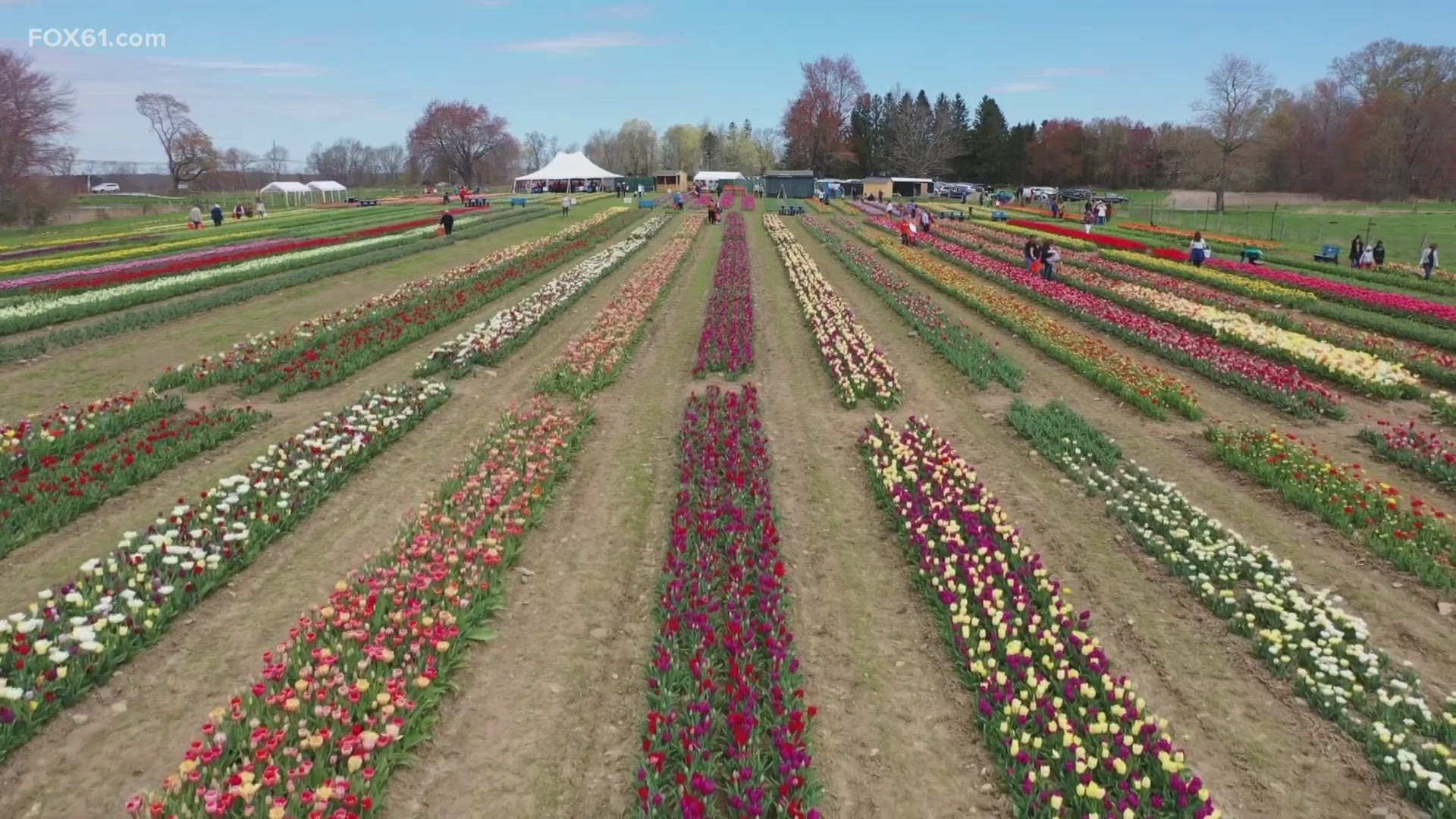 Jeroen and Keriann Koeman, the owners of Wicked Tulip Farm have expanded it to seven acres this year – boasting somewhere in the neighborhood of 750,000 Tulips.
