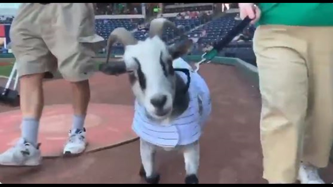 Yard Goats home games will have some special guests in the stadium: live  goats 