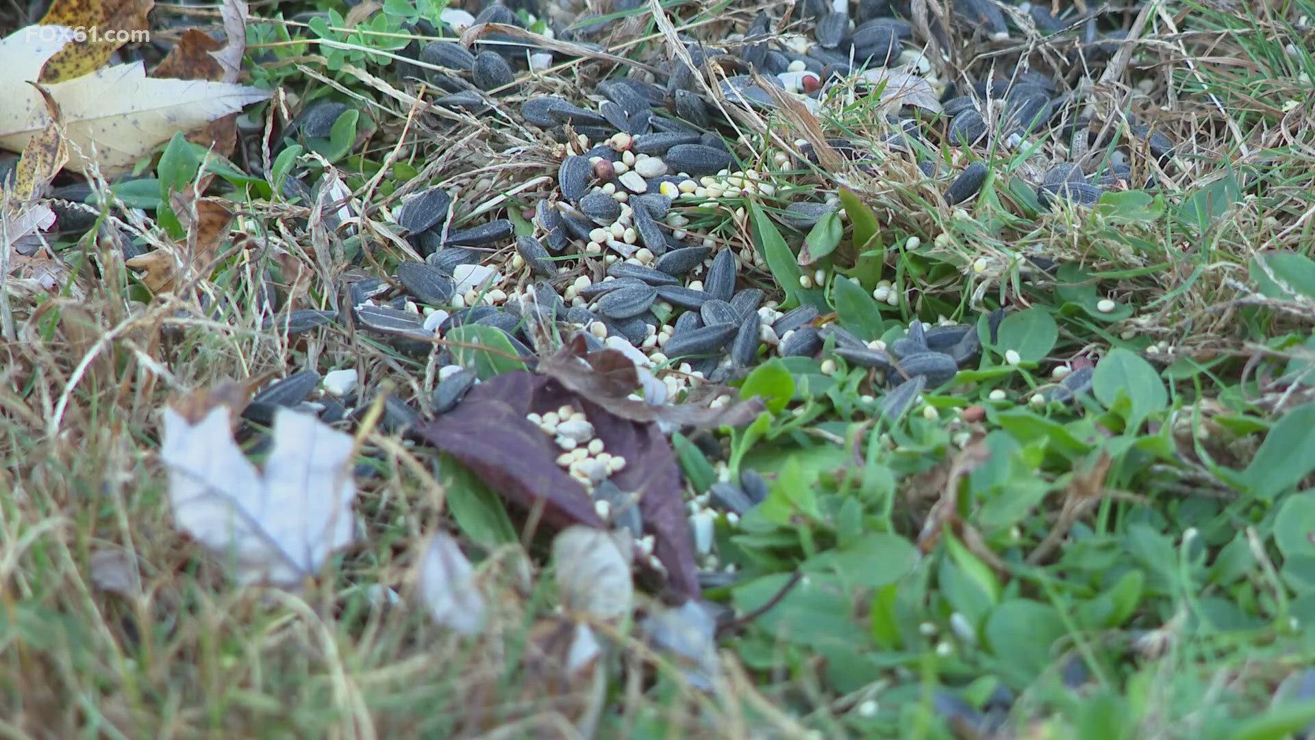 It's one thing when a trash can turns into a feast for wild animals, but residents on a quiet Enfield street say those critters are coming in record numbers. 