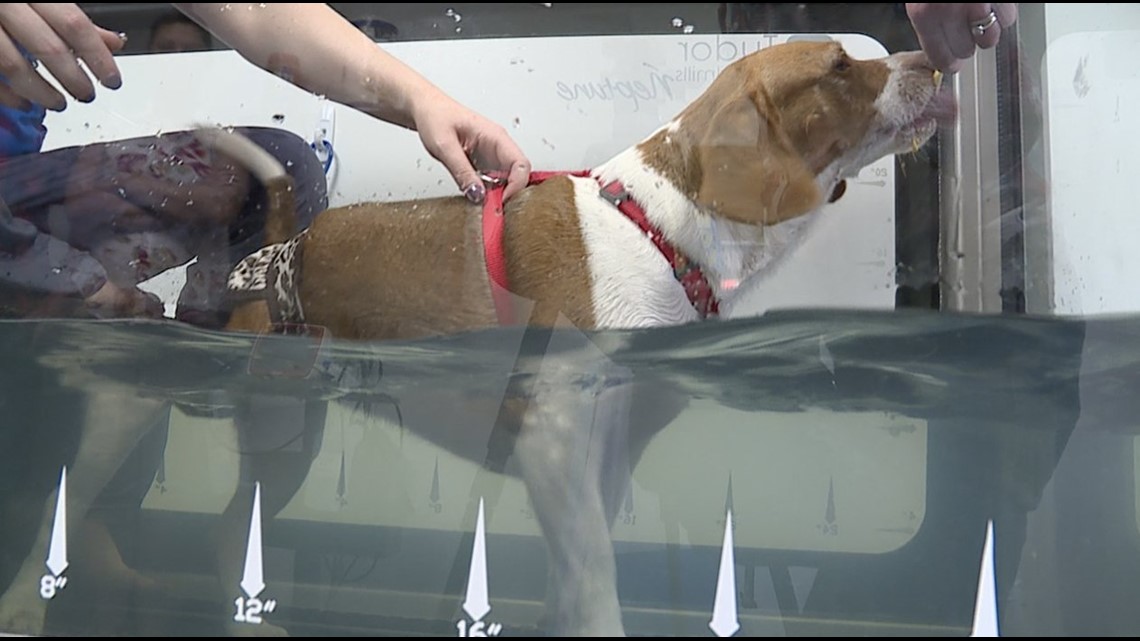 what is water therapy for dogs