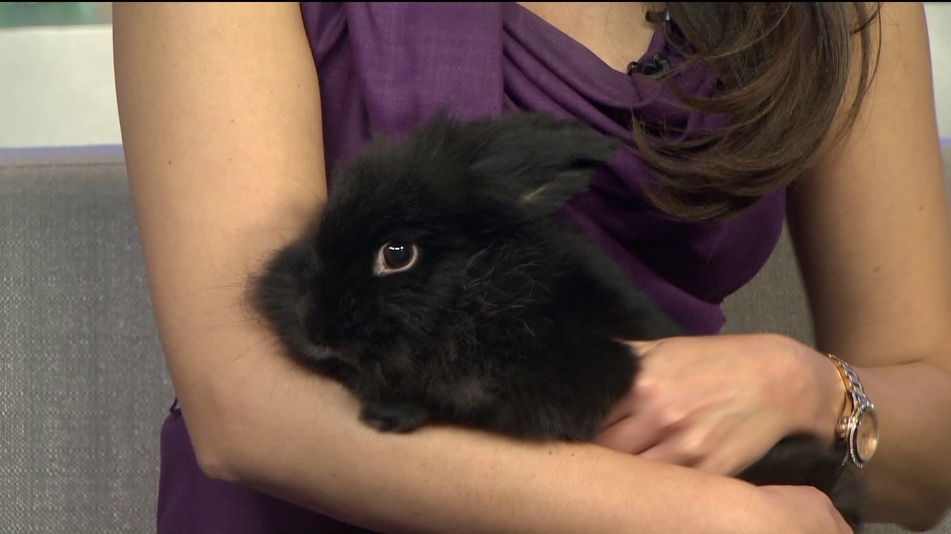 Pet of the Week - Fluffy