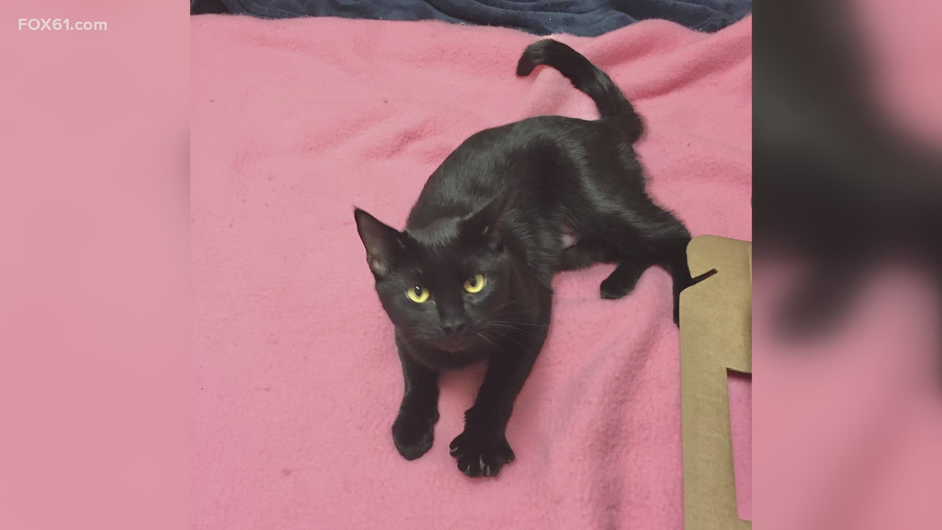 Ethel is a one-year-old cat looking for her forever home!