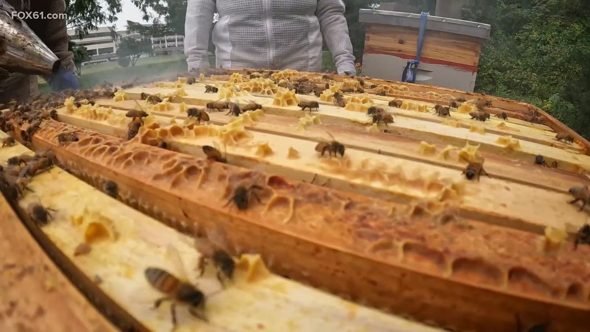 The new program asks students to provide an education in pollination.