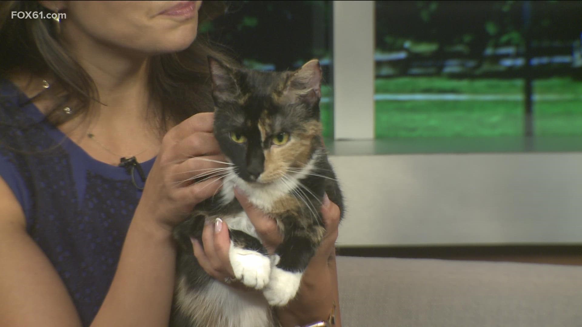 Duchess is a nine-month-old at the Connecticut Humane Society who is looking for a home.