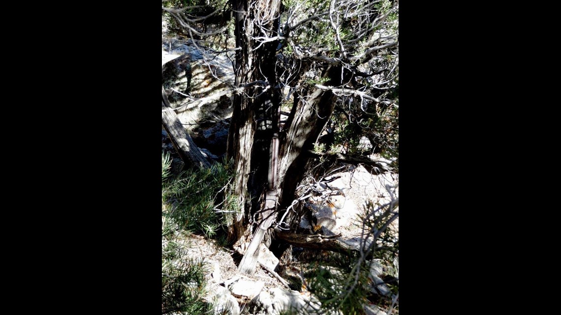 132yearold Winchester rifle found propped against desert tree in