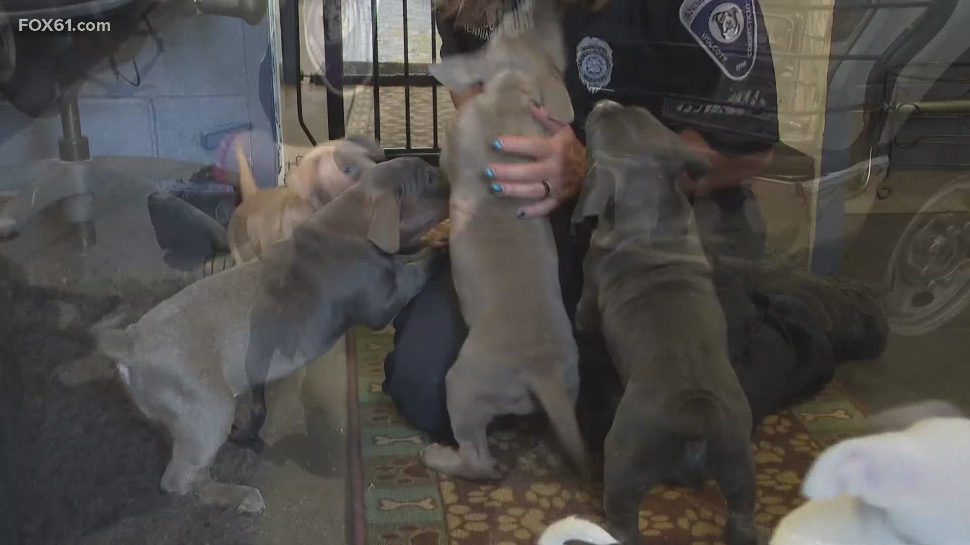 Five out of seven puppies have since been recovered and reunited with mother dog Maya.
