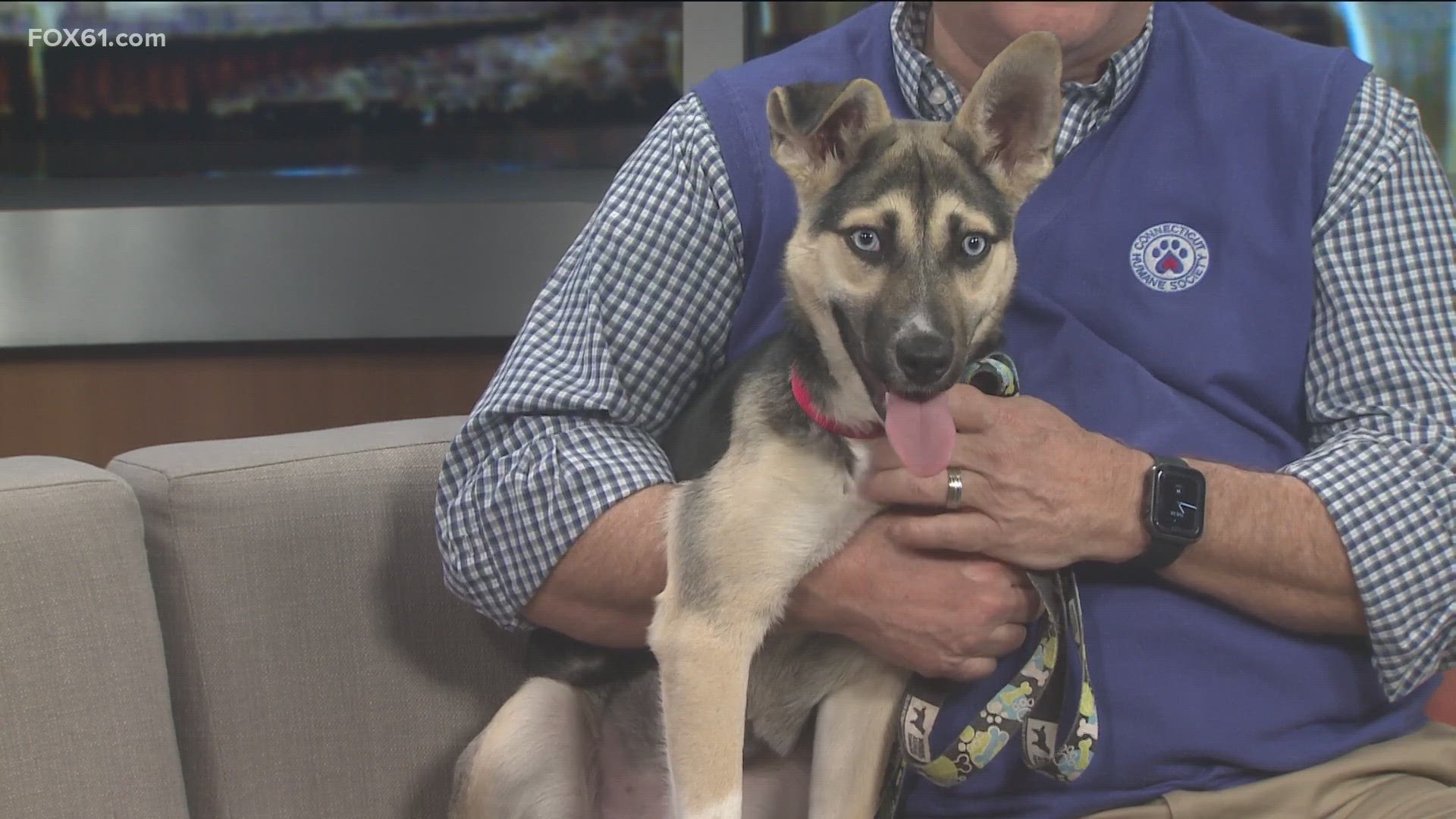 Callie is a 6-month-old spayed female Shepherd mix. She may be small now but will grow up to be a big dog. Callie is available for adoption at CT Humane.