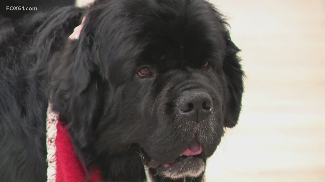 The dog days return for finals week at UConn | fox61.com