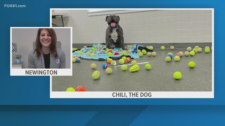 Pet of the Week: Chili the dog