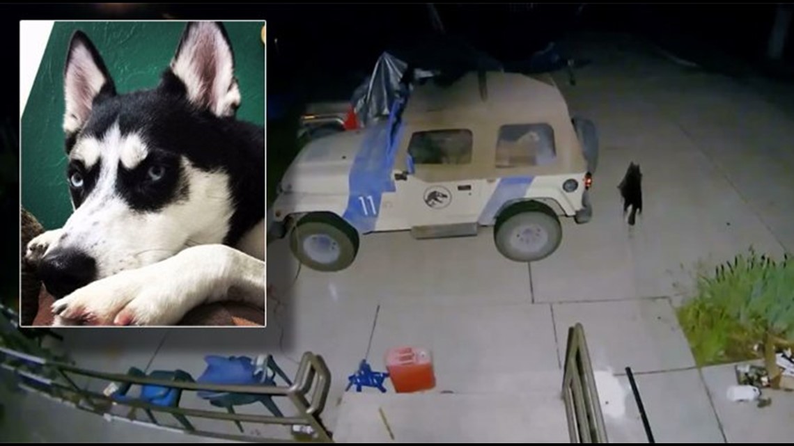 Husky goes on ‘killing spree’ that leaves nearly 30 animals dead, owner