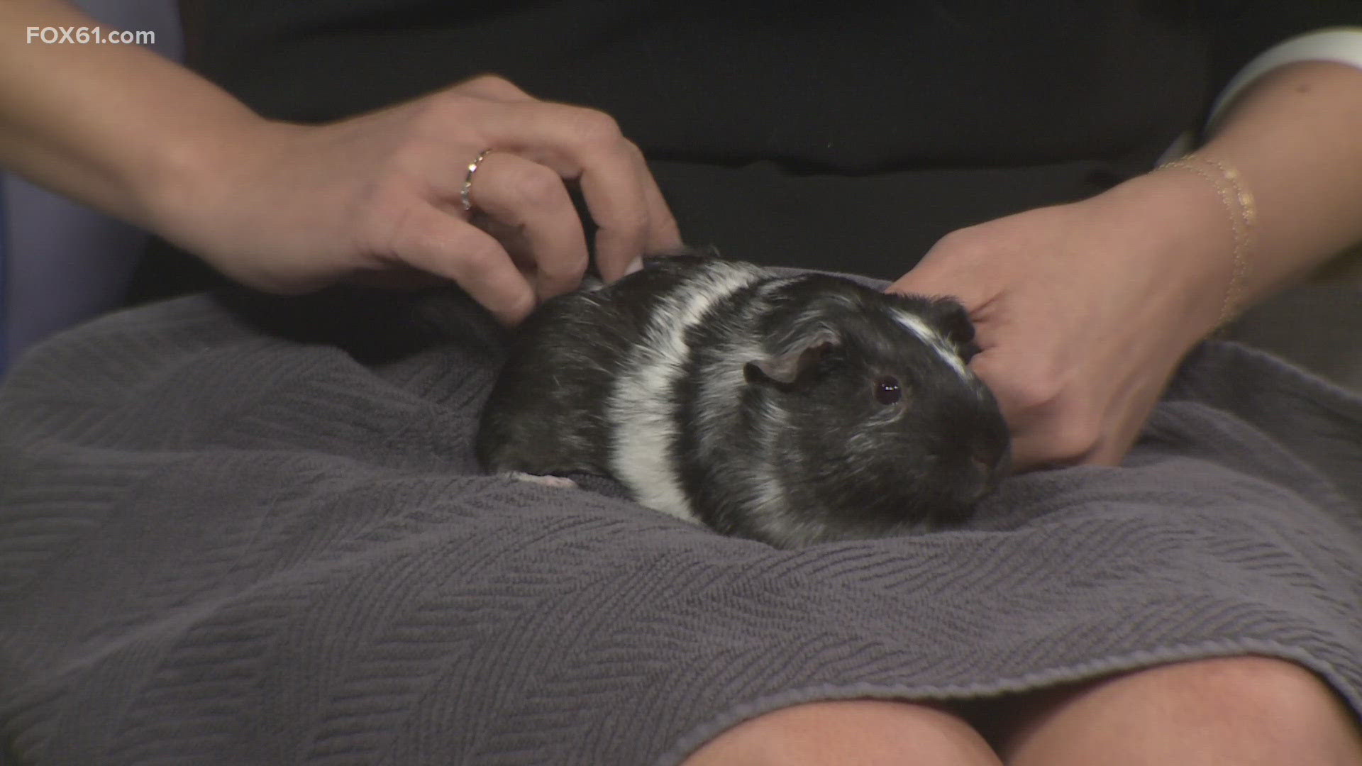 Oreo | Pet of the Week