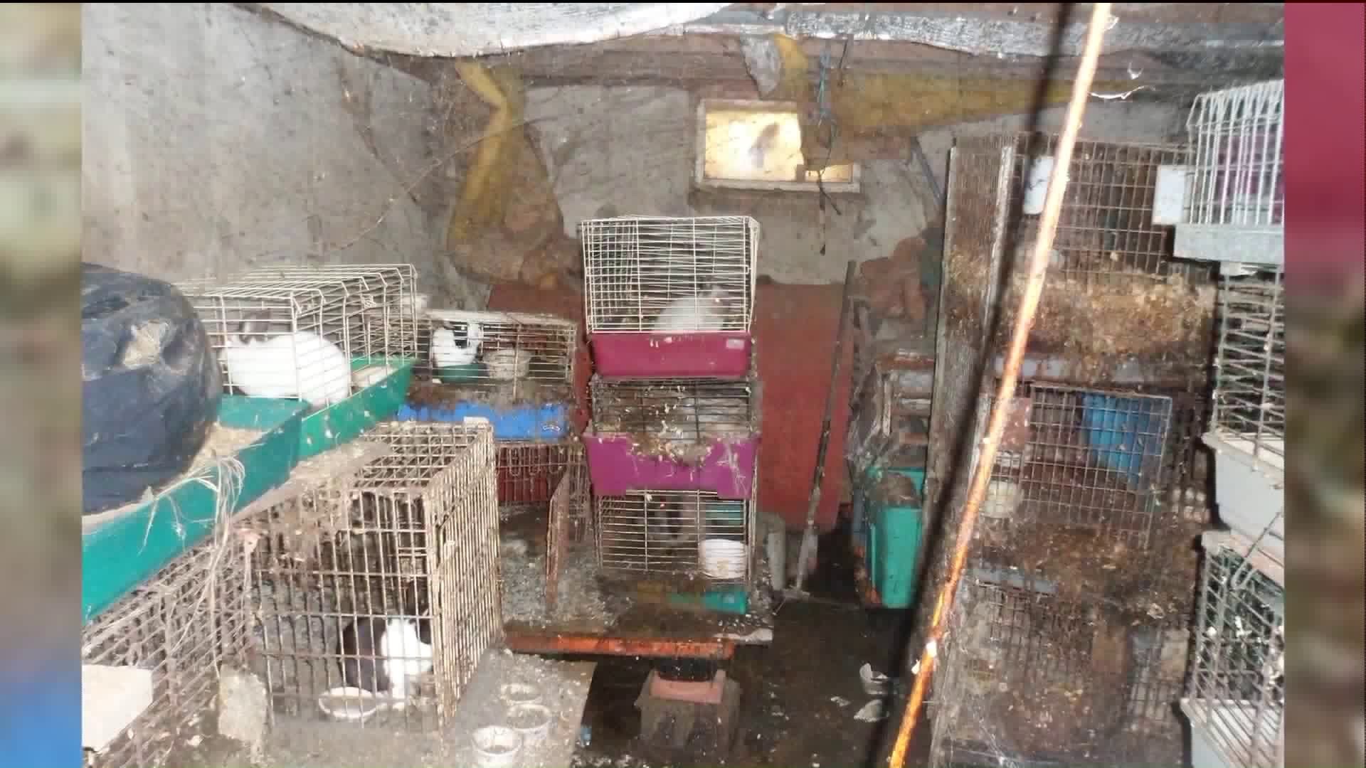 31 animals, 2 dead animals seized from Litchfield home