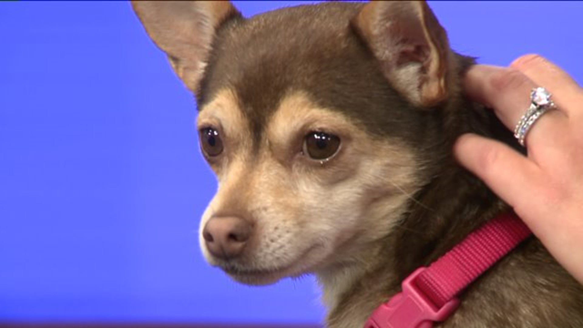 Pet of the Week - Coco