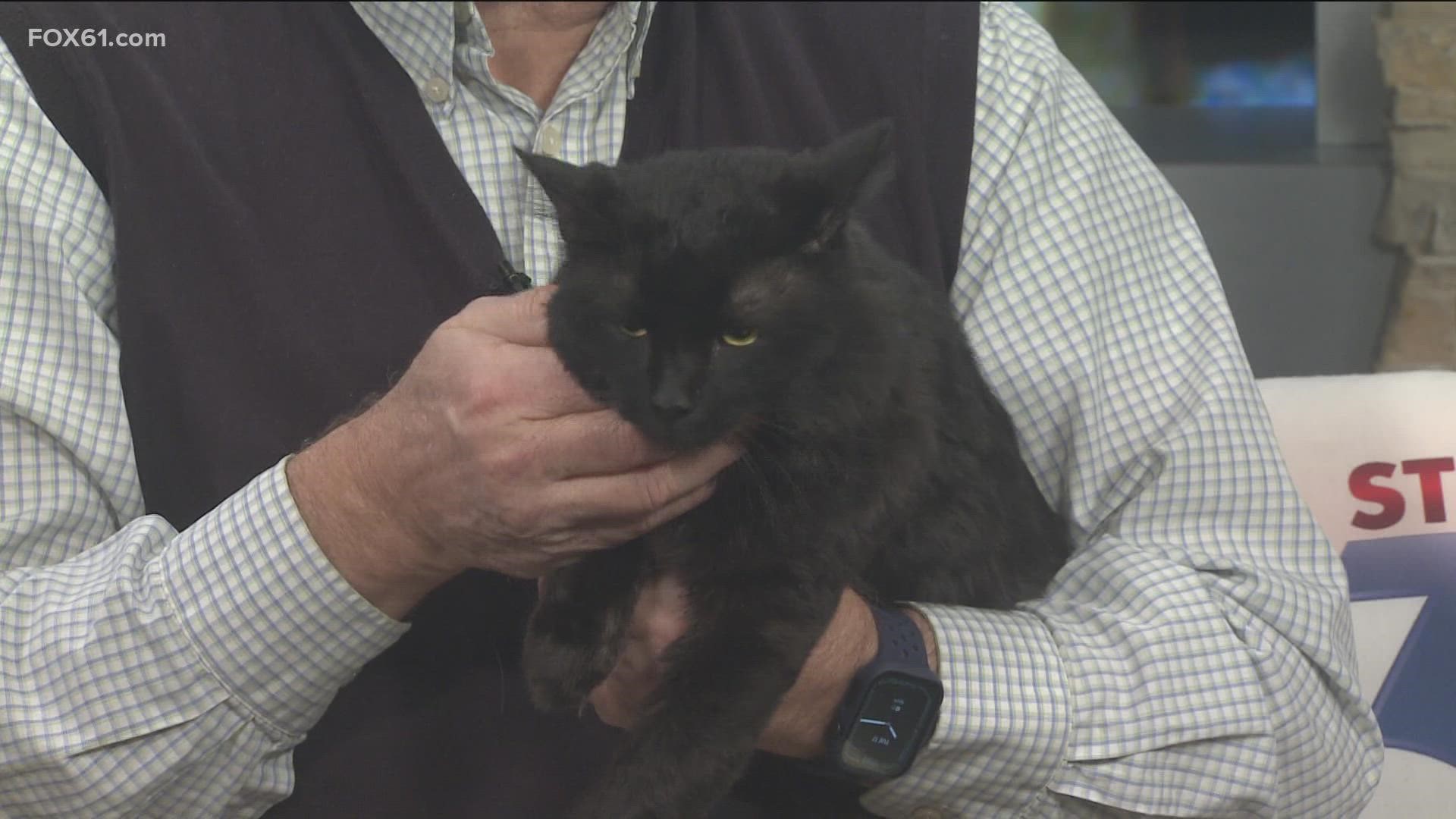尼禄是一只两岁大的猫，康涅狄格州人道协会已经解决了它所有的医疗需求，它正在等待它永远的家!