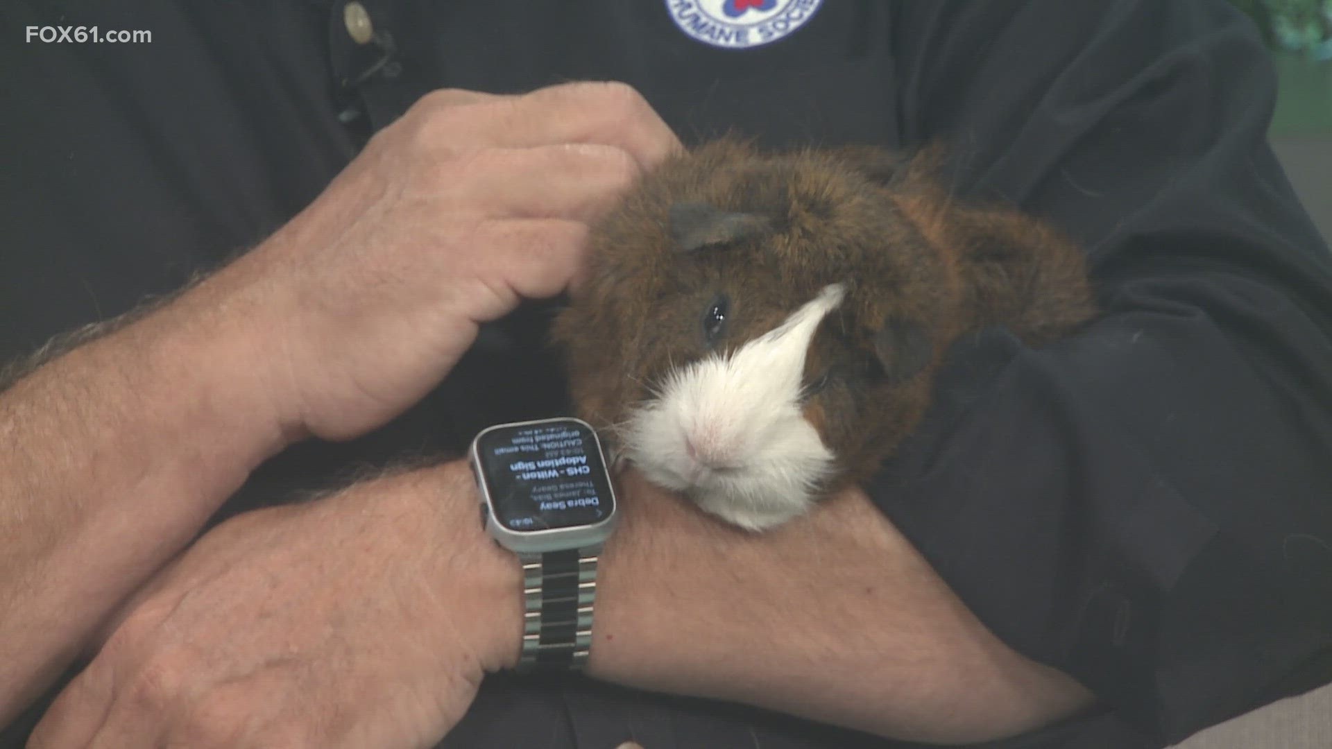 Meet Tater Tot, the Guinea pig who is looking for his forever home!  He's up for adoption at CT Humane Society.