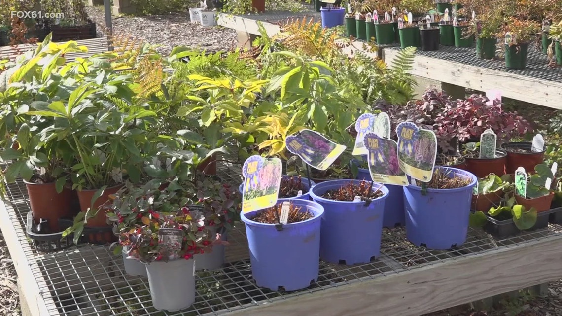 Connecticut farmers race against time to save crops during freeze warning