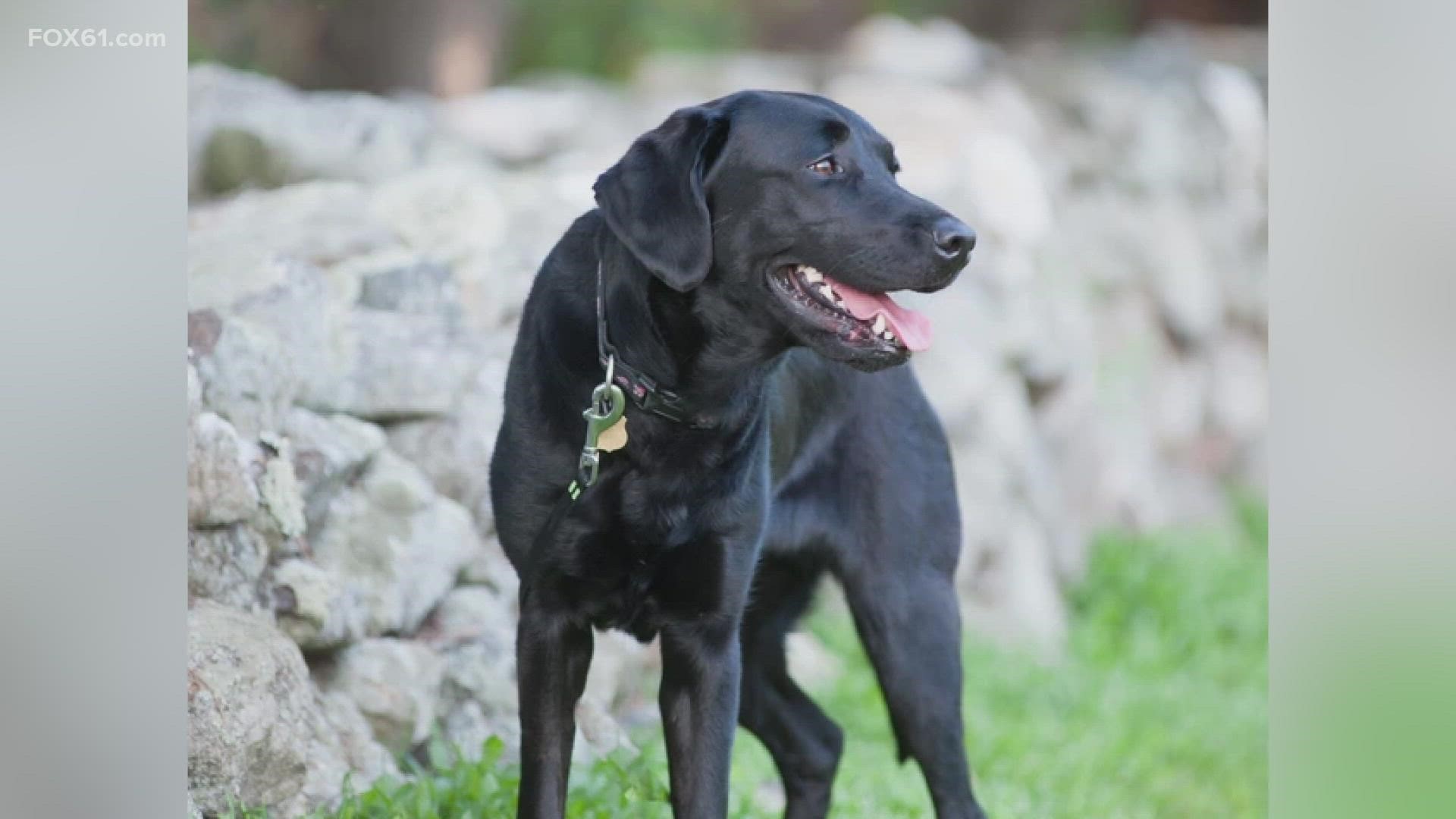 K9 Selma was the state's, and world's, first ESD detection K9, helping in countless investigations over the years.