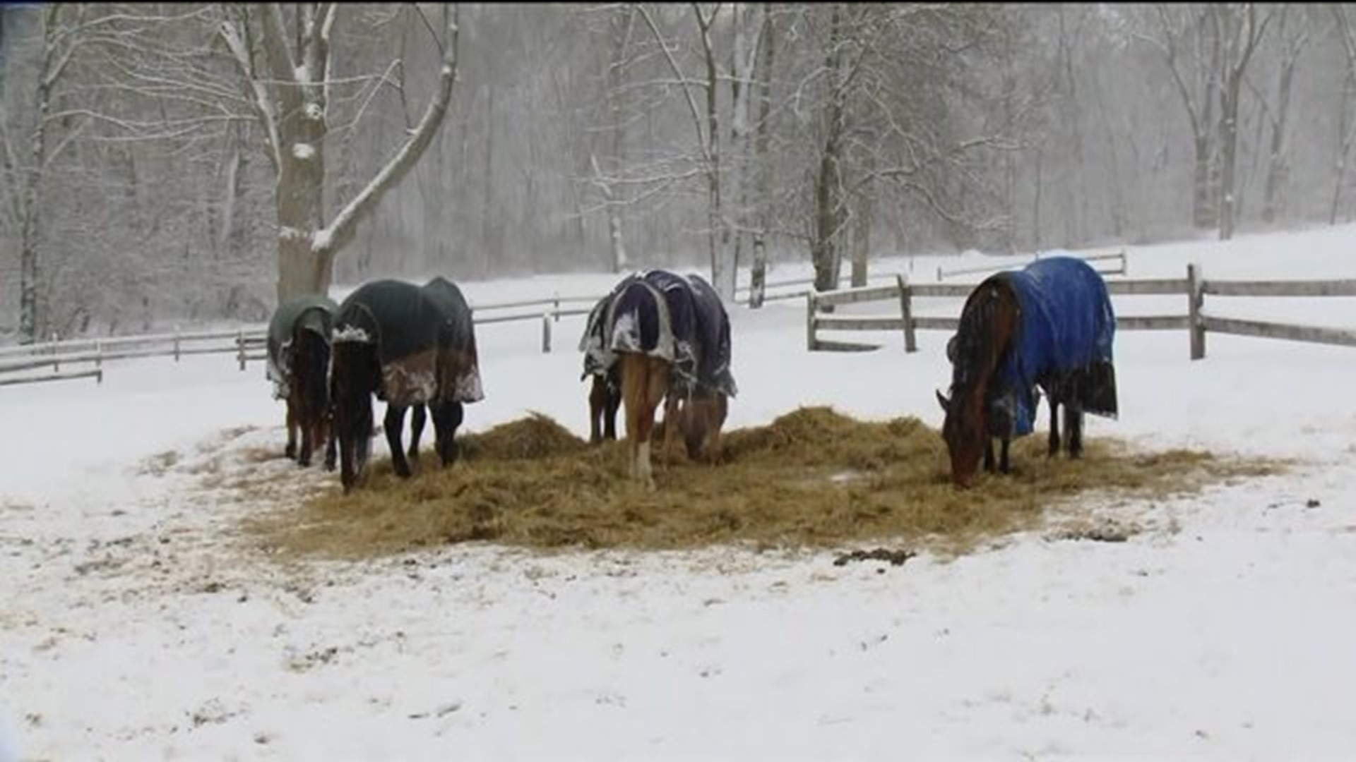 Horses need help after barn collapse in Lebanon