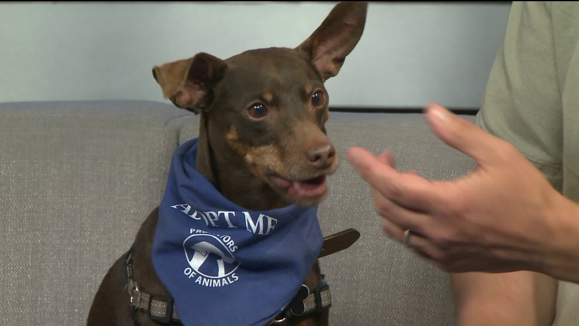 Pet of the Week - Tito