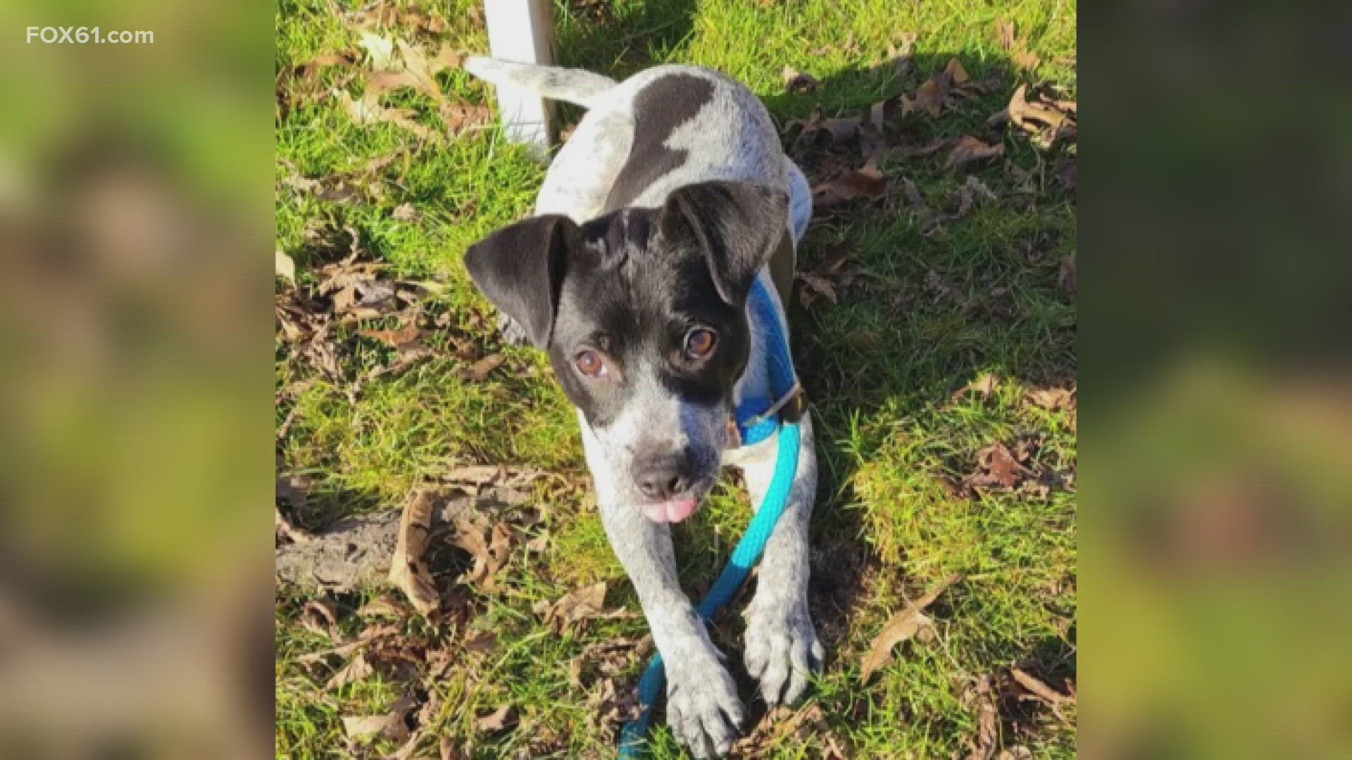 Sapphire is a 4-month-old puppy who is looking for her energetic forever home!