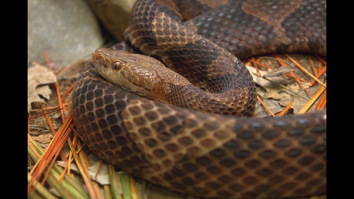 Teen hospitalized after being bitten by snake on field trip