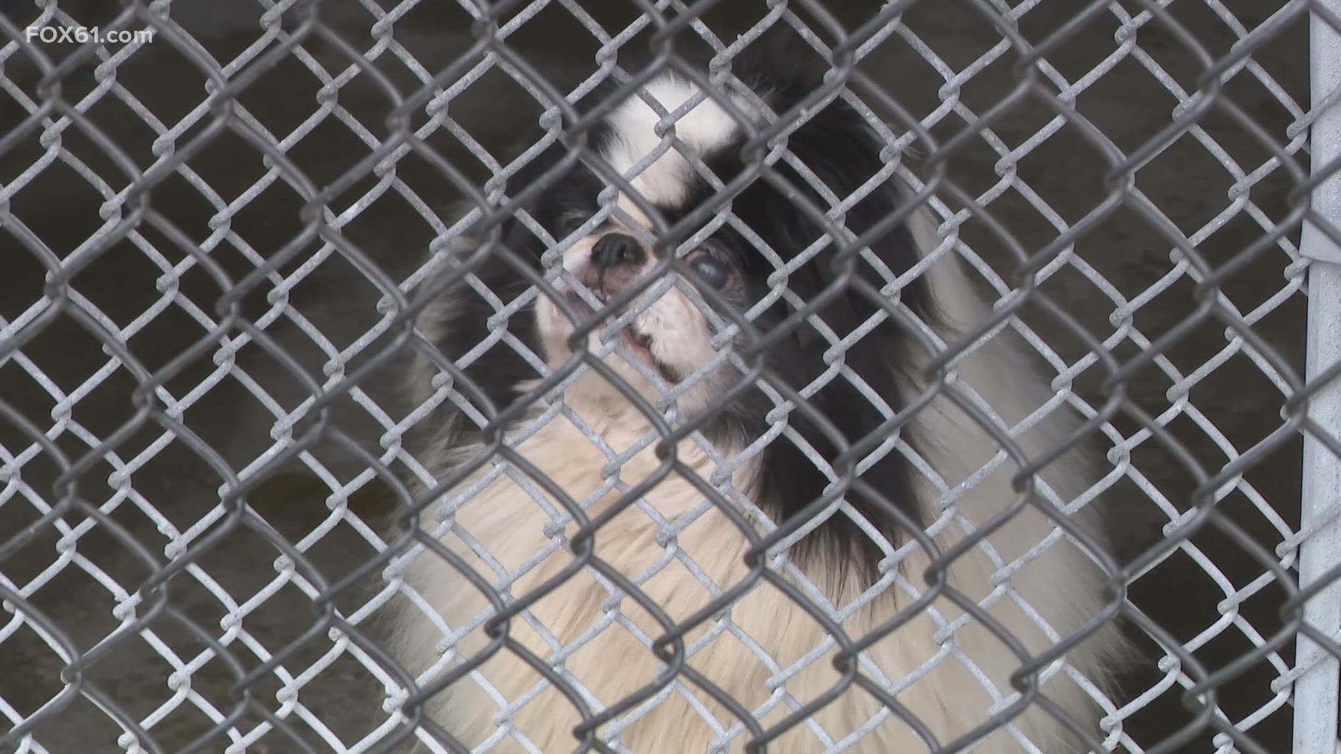 A Deep River home kennel was shut down, and 55 animals were seized after they were found to be living in deplorable conditions, police said.