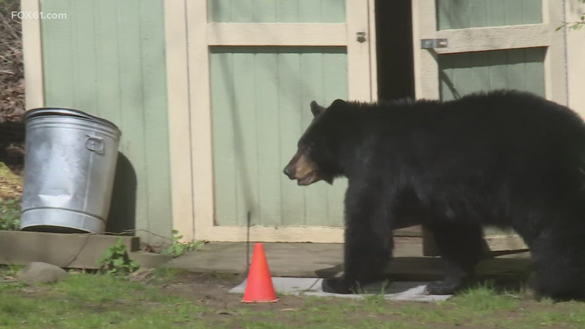 As the bear population continues to grow, experts from DEEP, EnCon Police Officers and Simsbury Animal Control invited residents to learn how to become 'bear aware.'