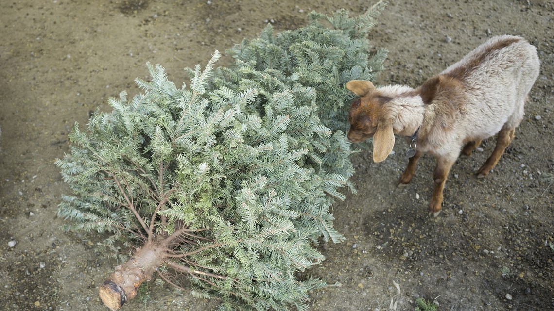 These San Francisco goats eat Christmas trees