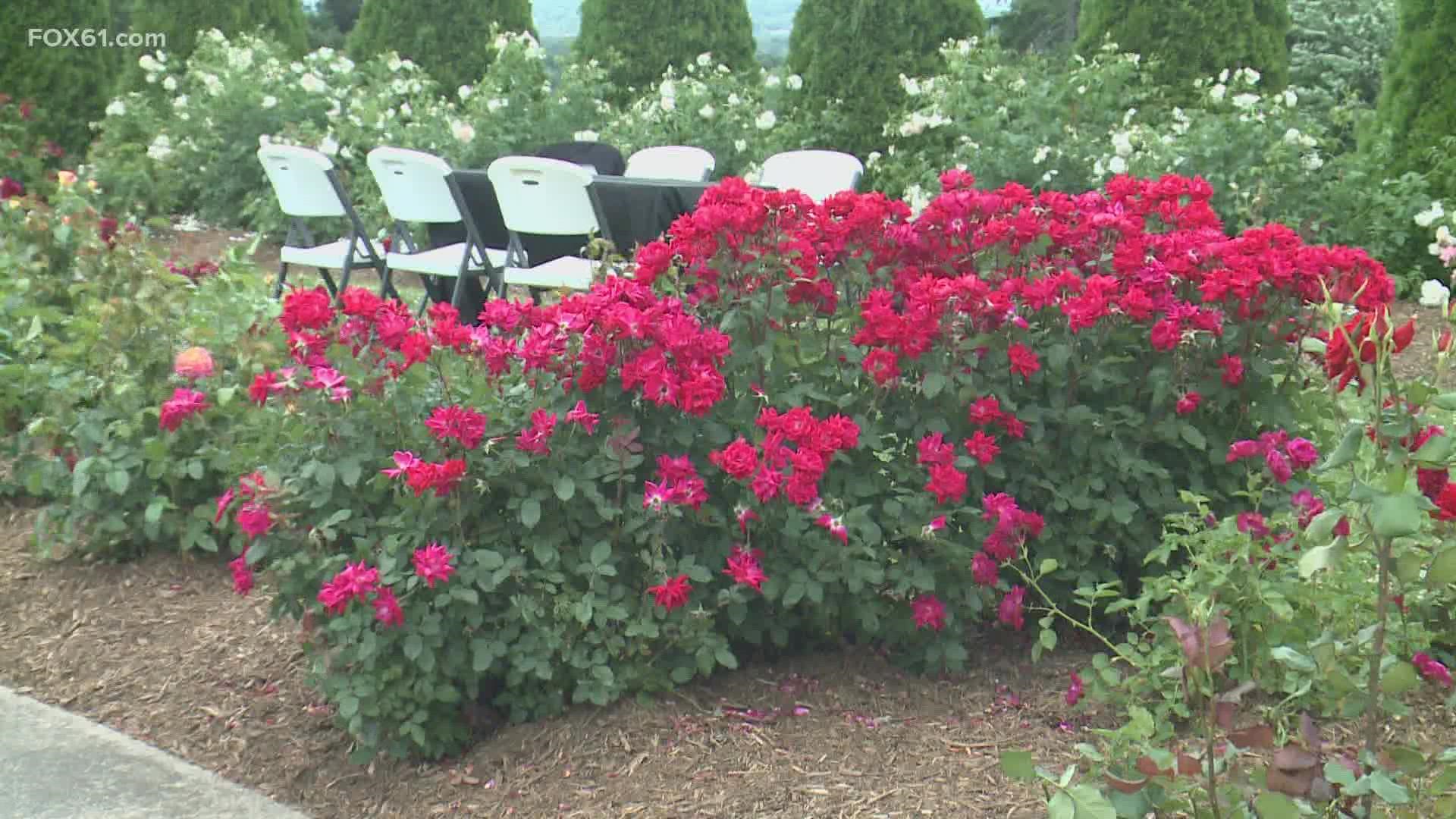 The 8th annual New Britain Rose Garden Festival attracted hundreds to Walnut Hill Park Saturday.