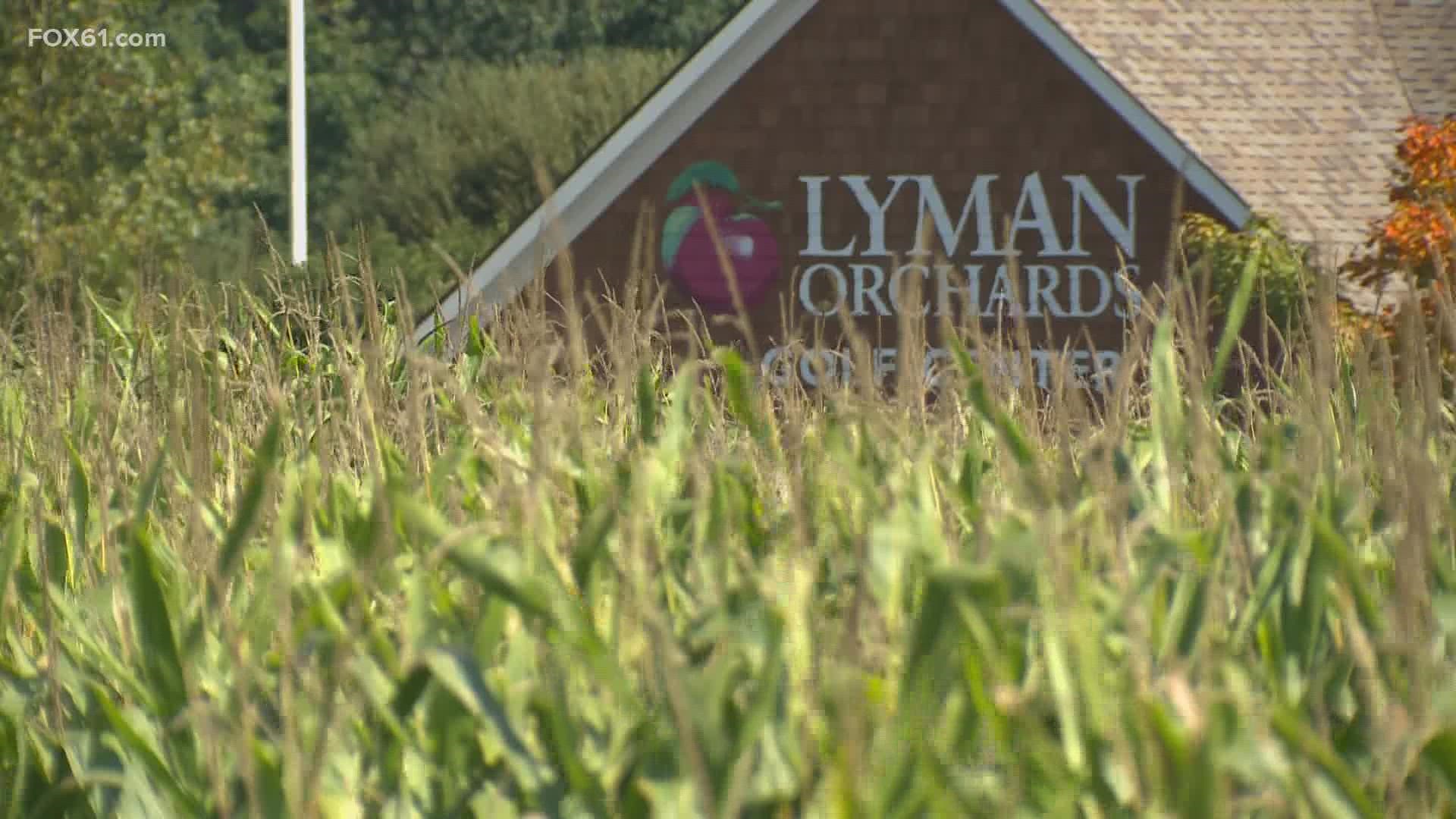 Now in it’s 22nd year, the Lyman Orchard’s Corn Maze is open again on four acres in Middlefield.