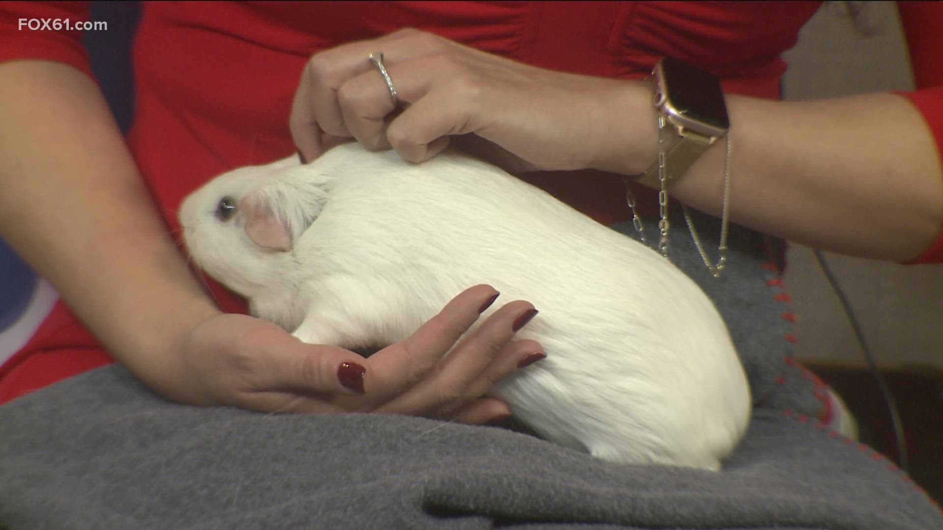 The guinea pig is almost a year old. She's available from CT Humane Society