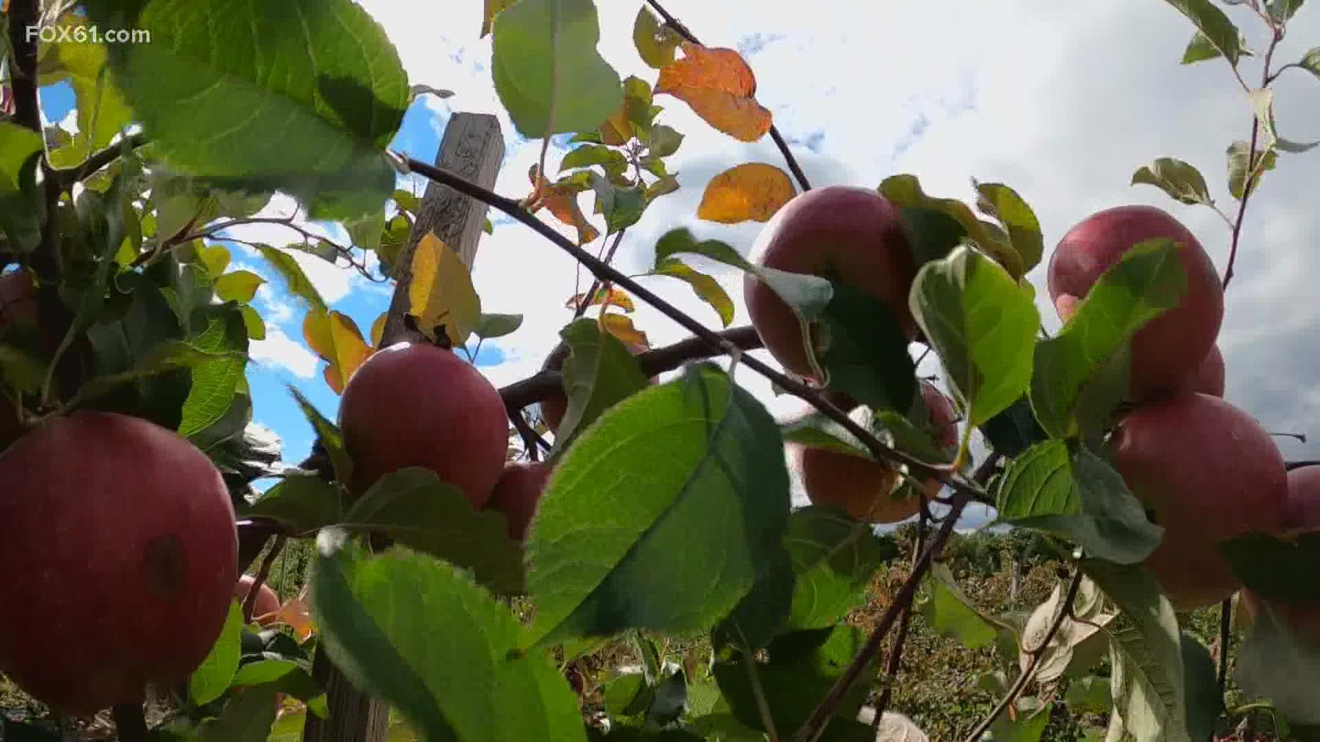 The summer's numerous storms have made for an excellent apple crop this year and pick-your-own is picking up steam.