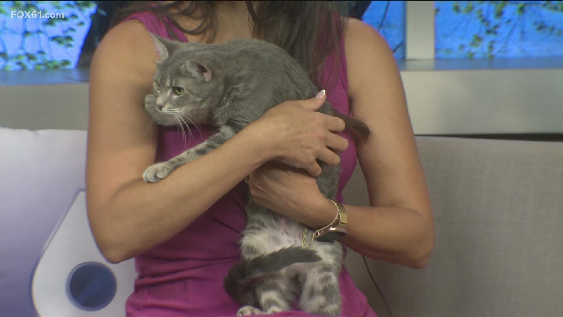 This gray tabby is one-year-old.