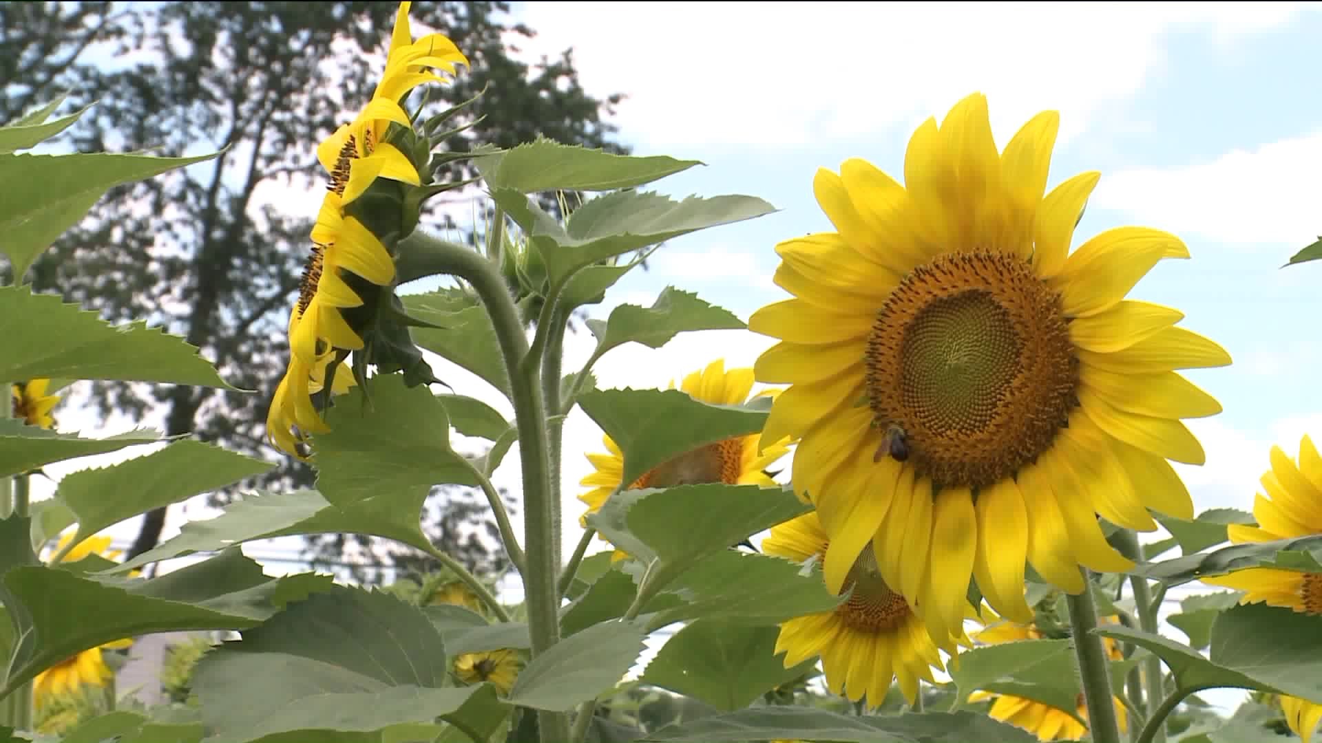 Sunflower frenzy coming to North Branford