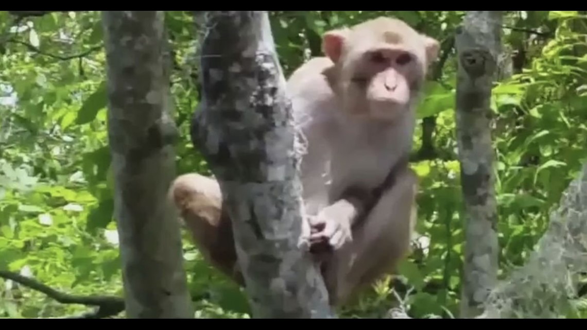 can a capuchin monkey kill you