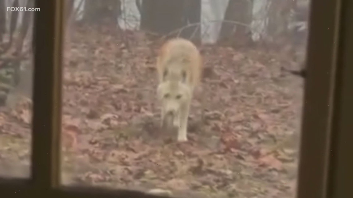 Coyote sightings on the rise in Connecticut during breeding season