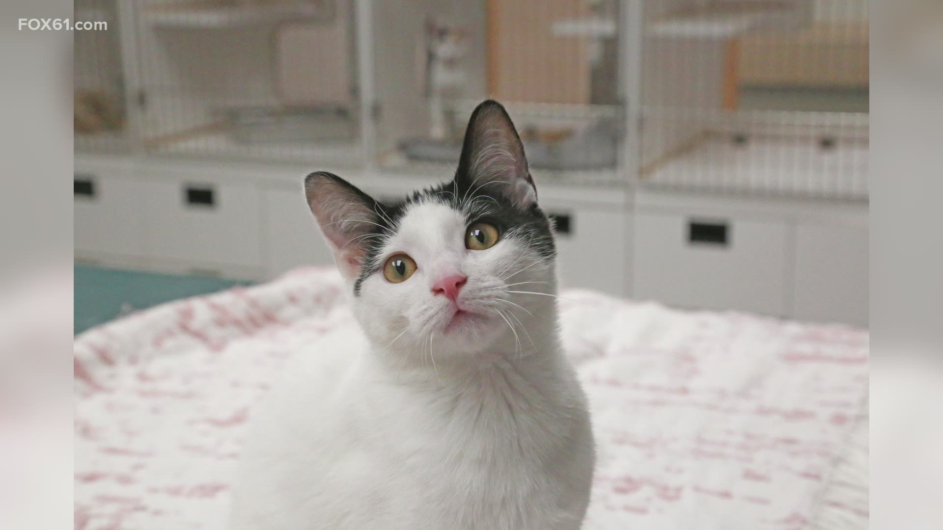 Meet Naomi, a 4 month old kitten looking for her forever home!