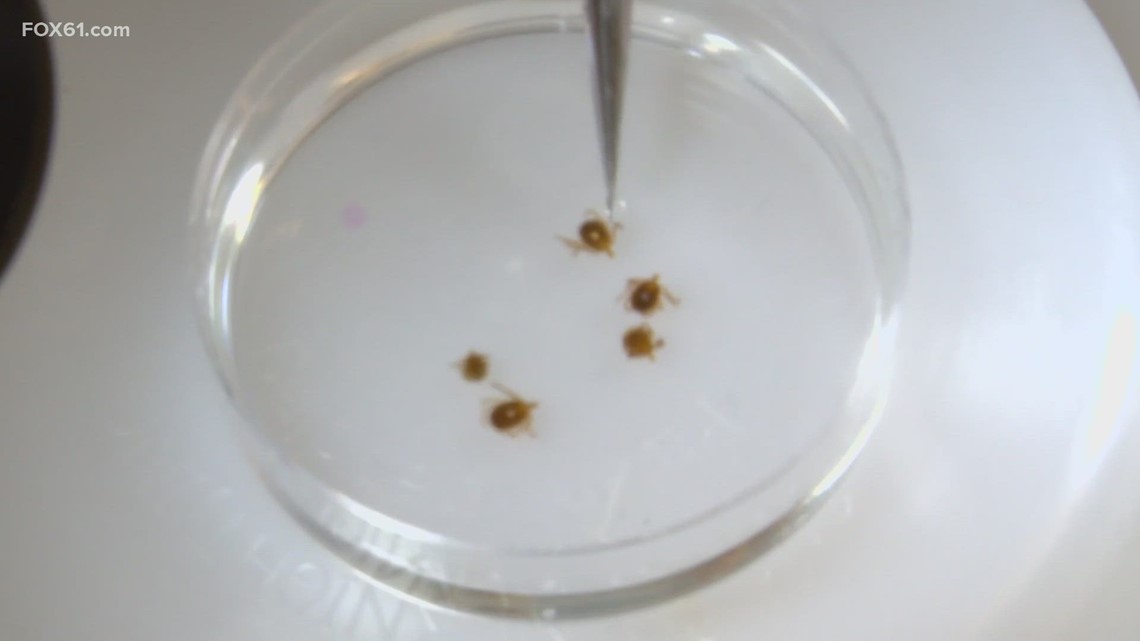 New Haven lab tackling increasing tick problem