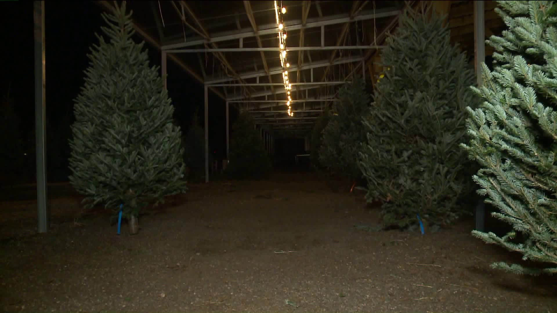 Trees given away at New Haven police substations