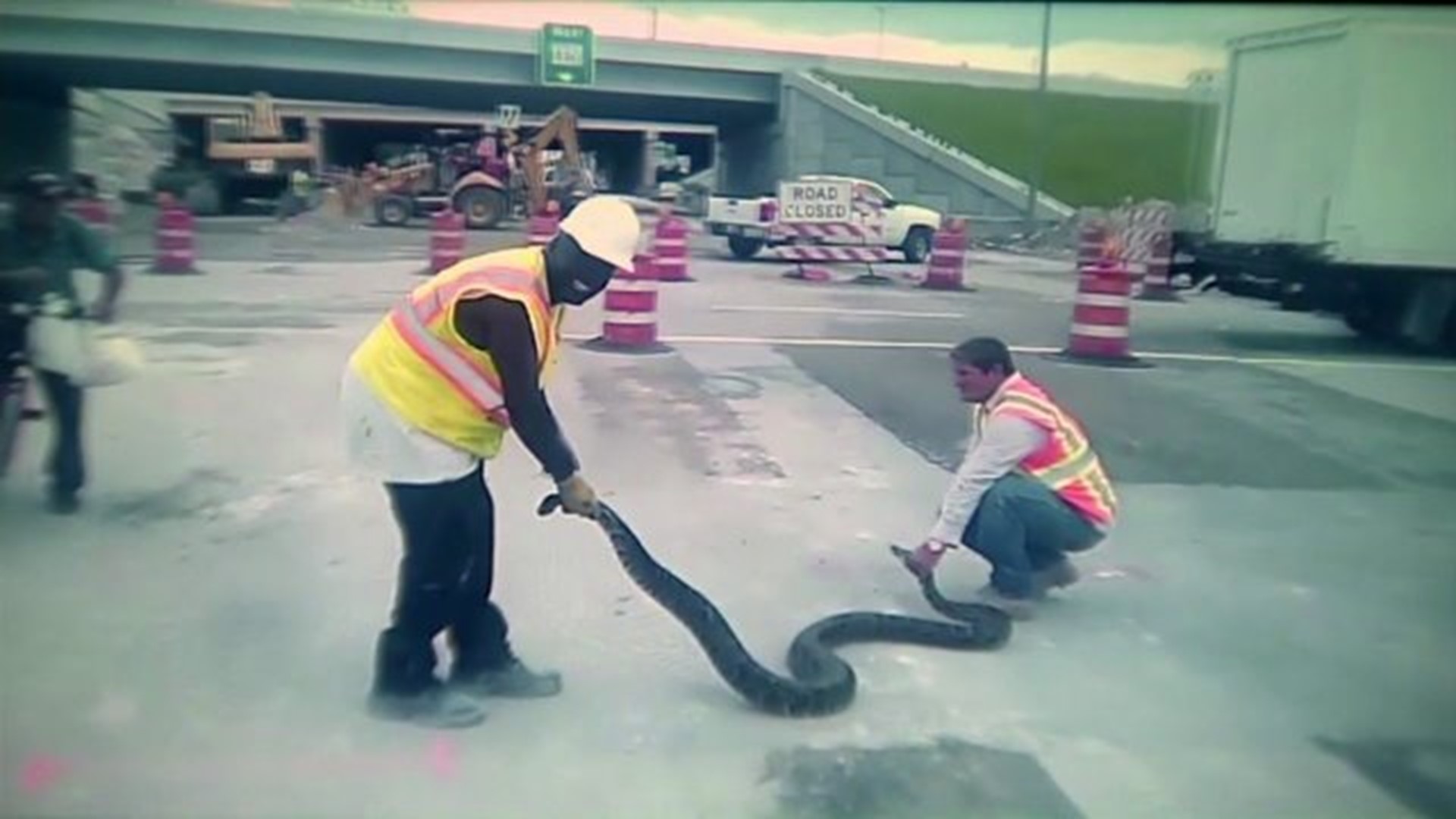 MUST WATCH: 11 foot python attacks workers