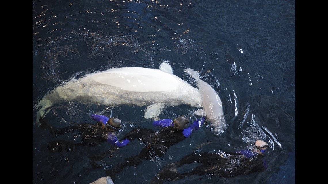 Second Captive-Born Beluga Whale Calf Dies