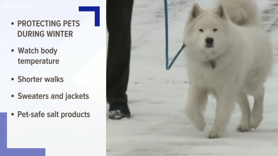 Some tips for protecting your pet in the cold weather - Vimarsana News