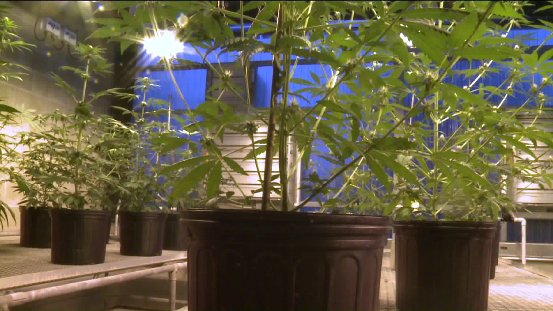 Advocates say CT legislature must act now to get in on hemp-growing business