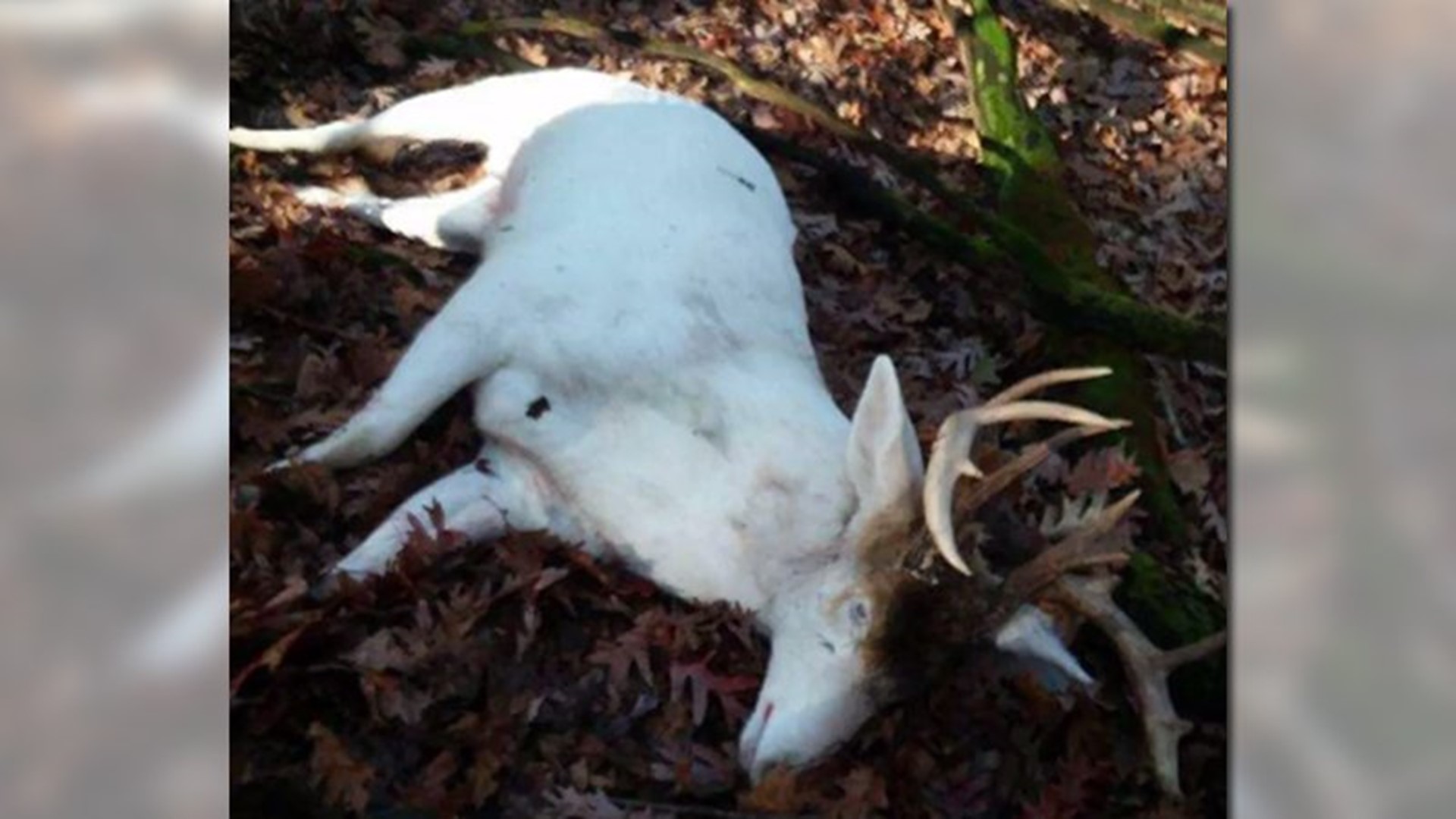 Rare albino deer accidentally shot by hunter