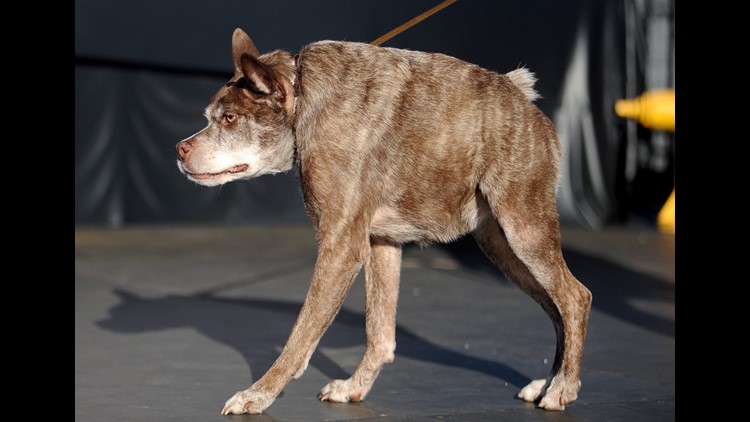 Meet the ugliest dog | fox61.com