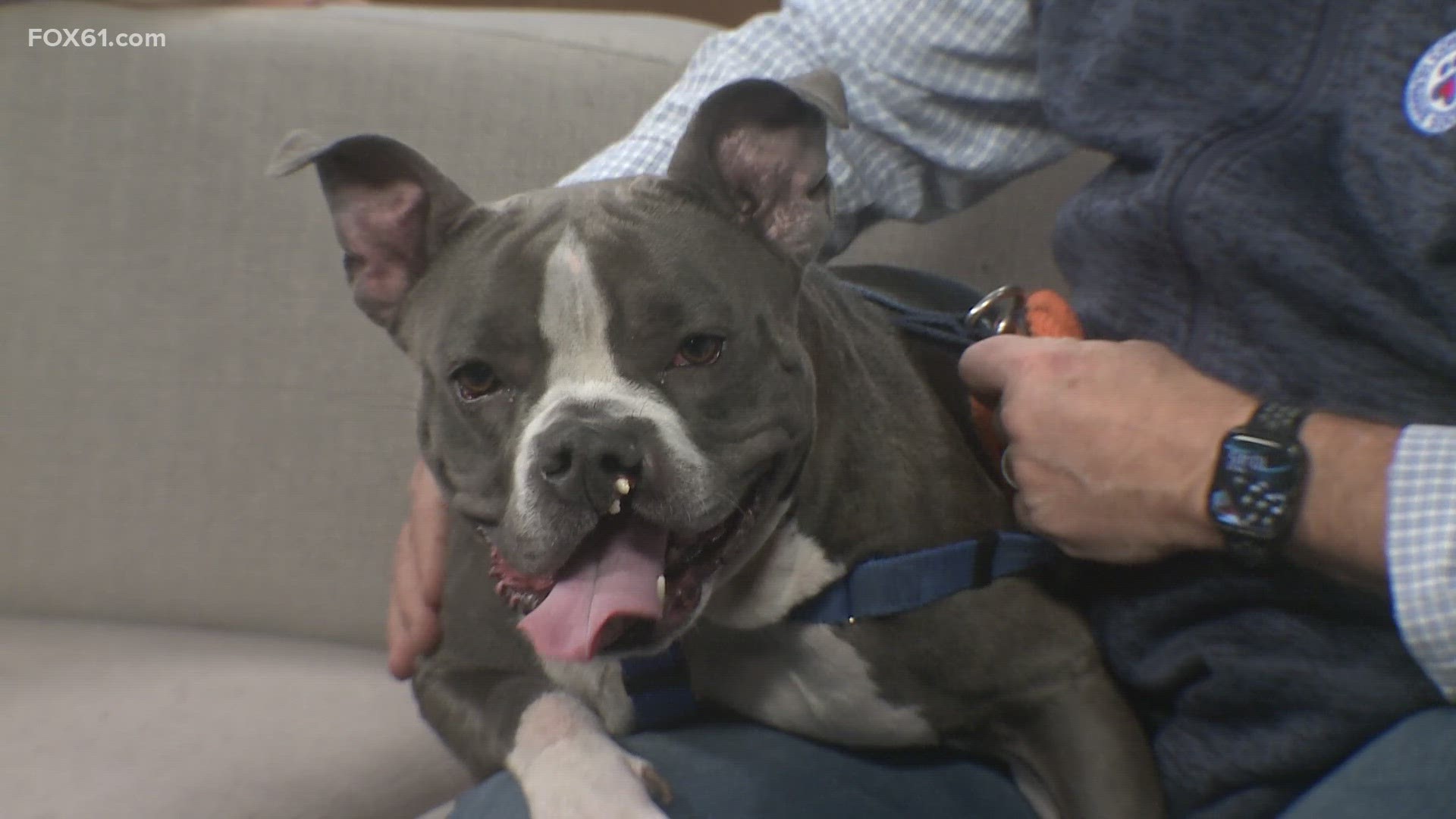 Does anyone else have a pittie that watches them like a TV while they eat  cookies and watch TV? : r/pitbulls