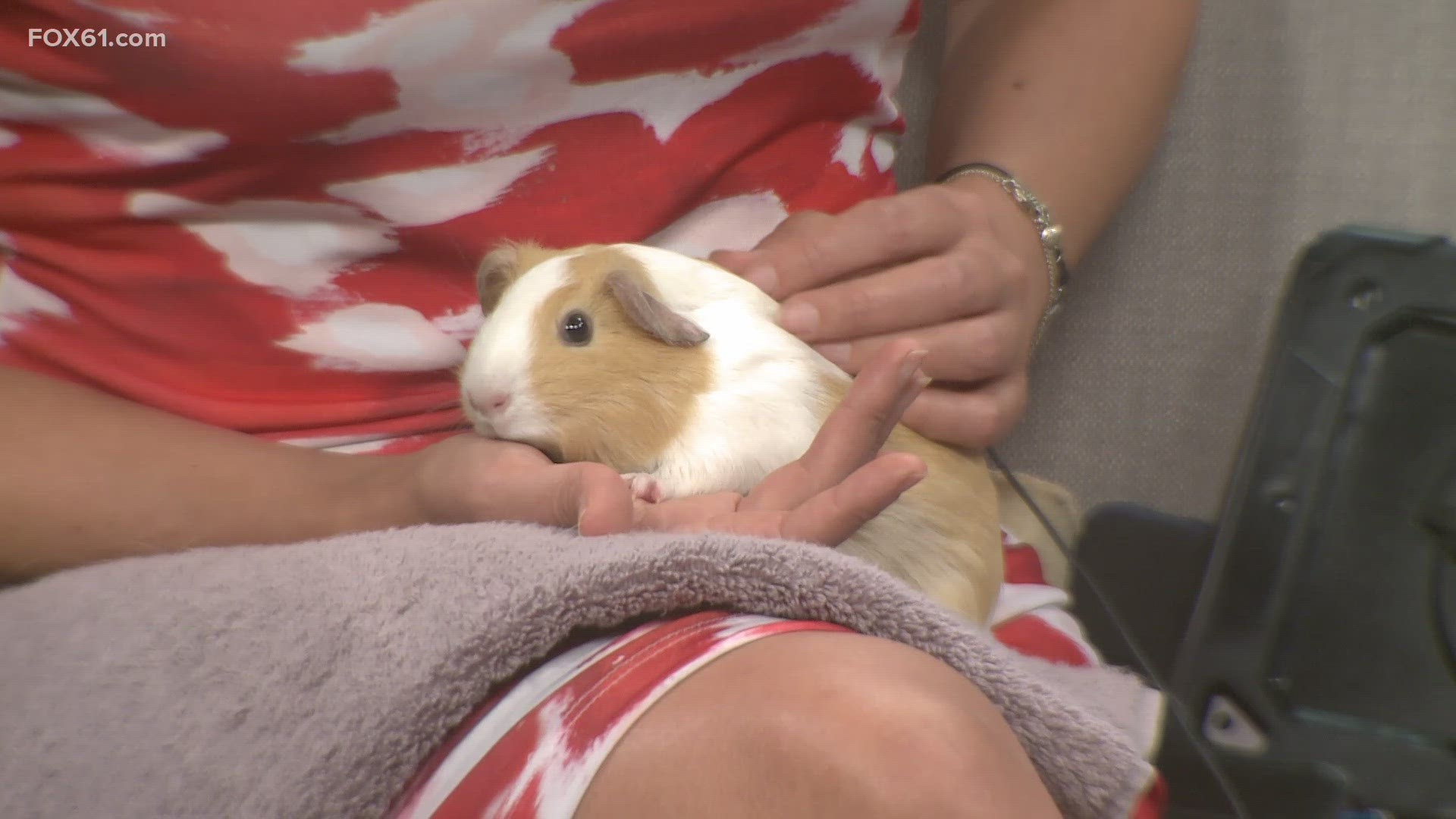 Caramel is a 1-year-old female Guinea pig who is looking for a forever home!