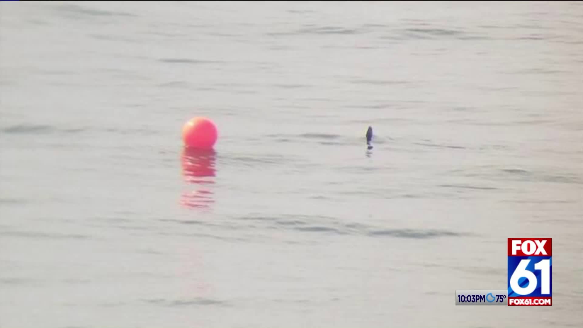 Shark scare forces swimmers out of Misquamicut Beach